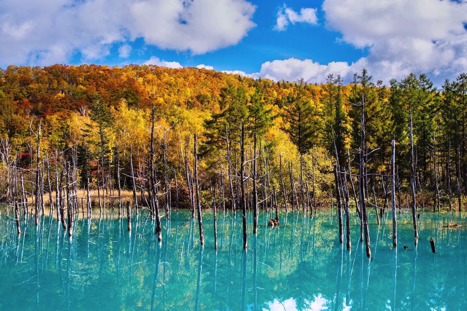 🏞️ 청의 호수(시로가네 아오이이케) 이미지 6